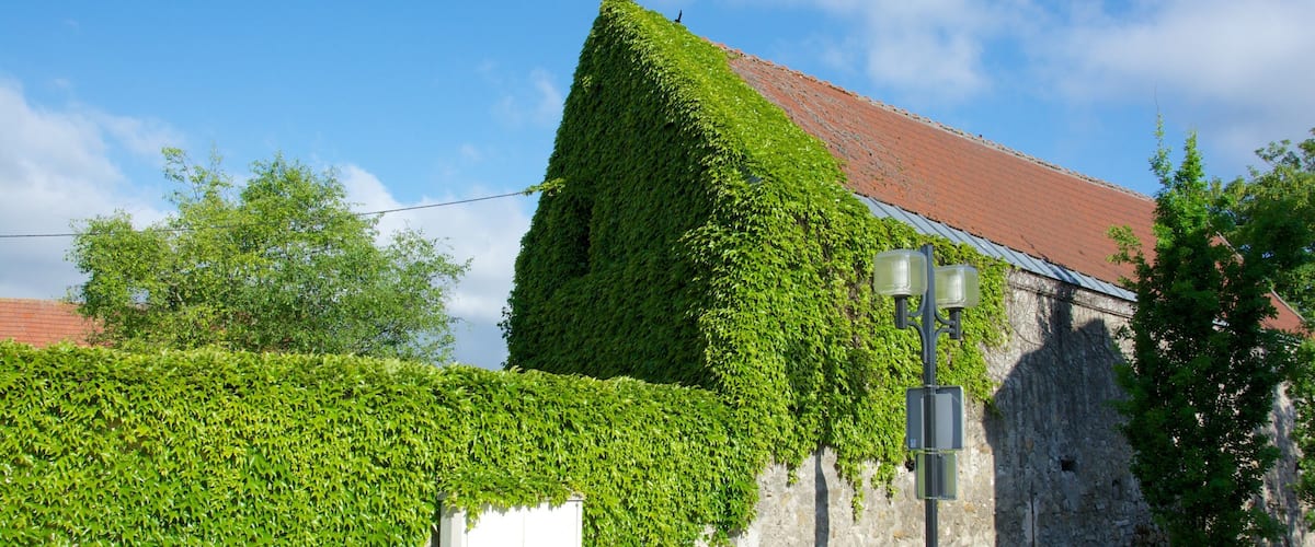 A building with a steeply pitched roof covered in green ivy, a stone wall, and a metal fence.