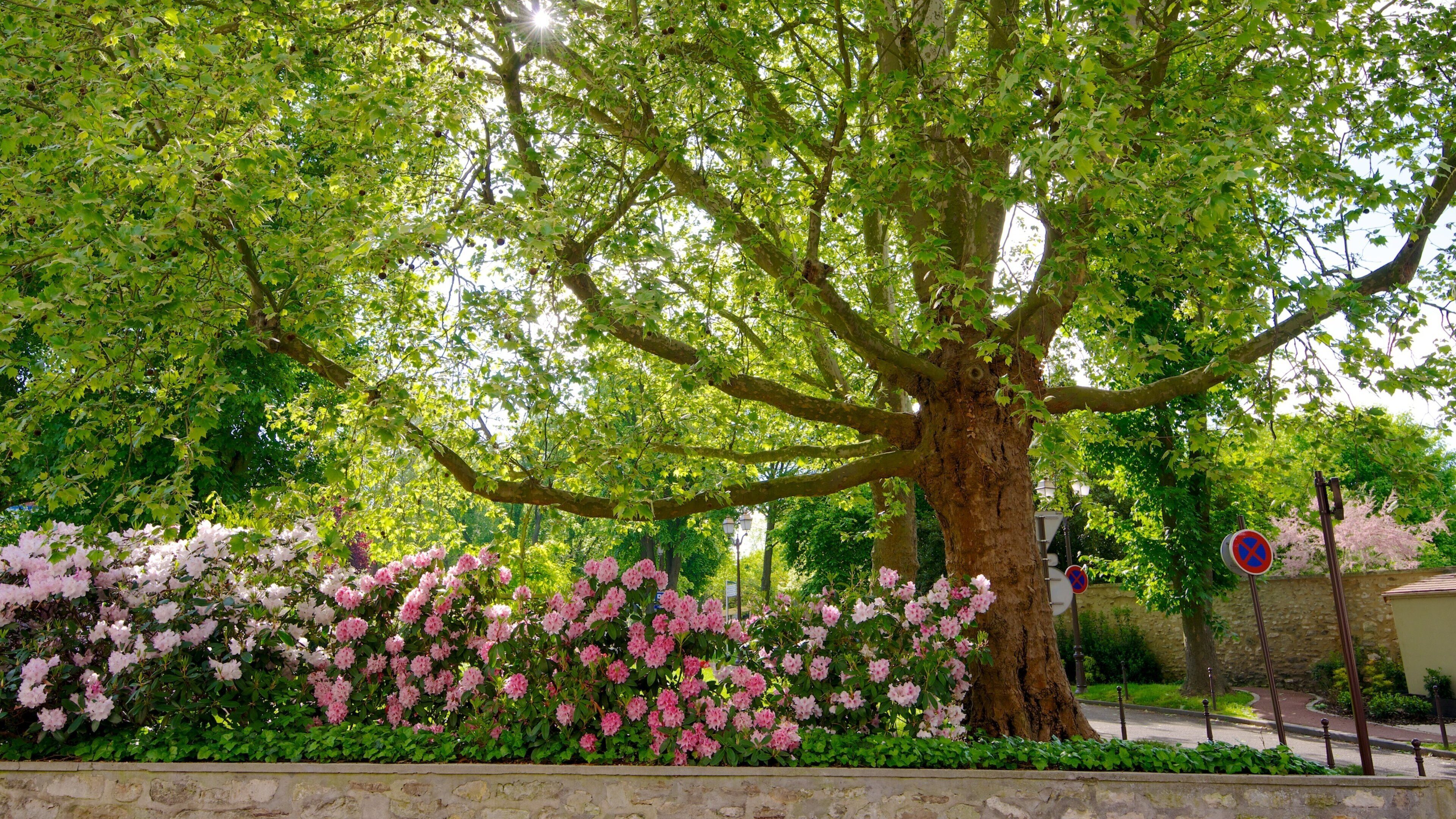 Roissy-en-France showing a park and flowers