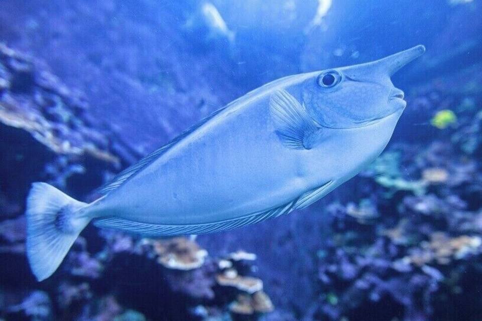 A fish swimming in an aquarium with a rocky background.