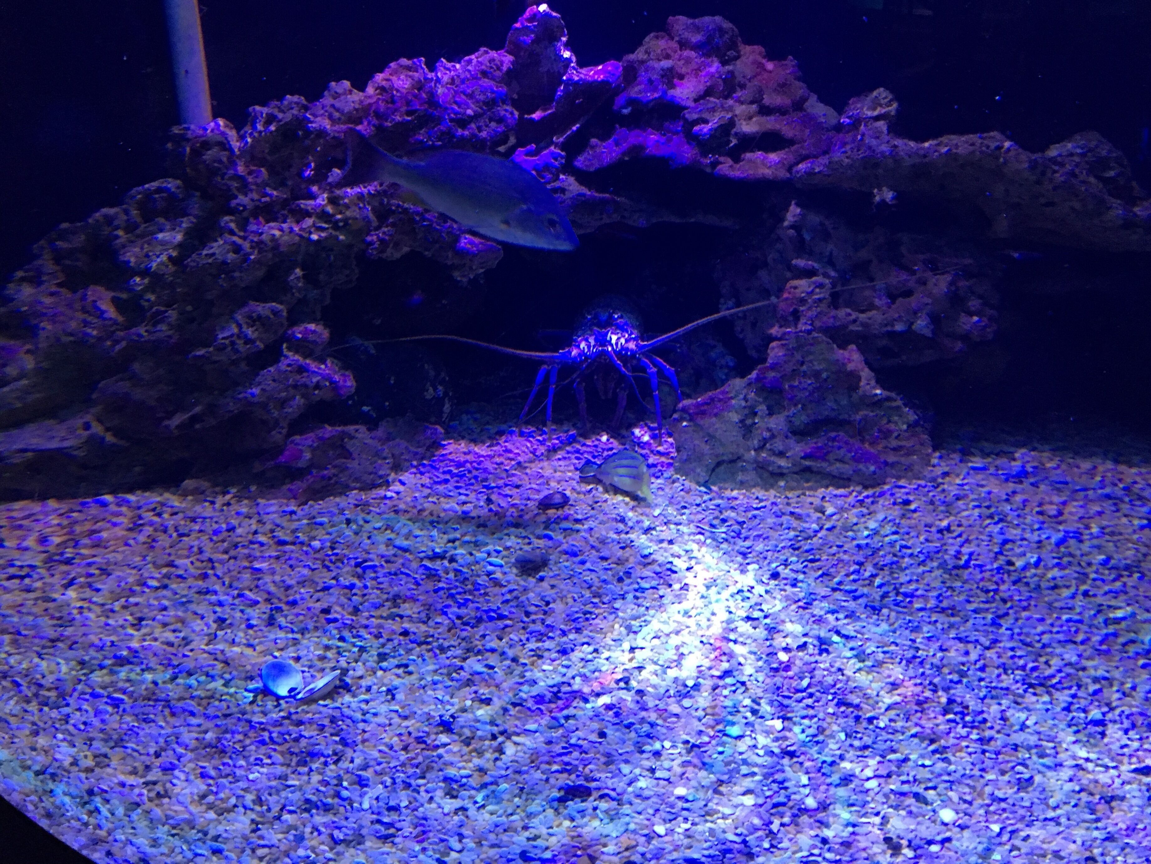 This was one huge shrimp and while I have an allergy to shellfish - I now have no interest to run into one in real life...ever...😱