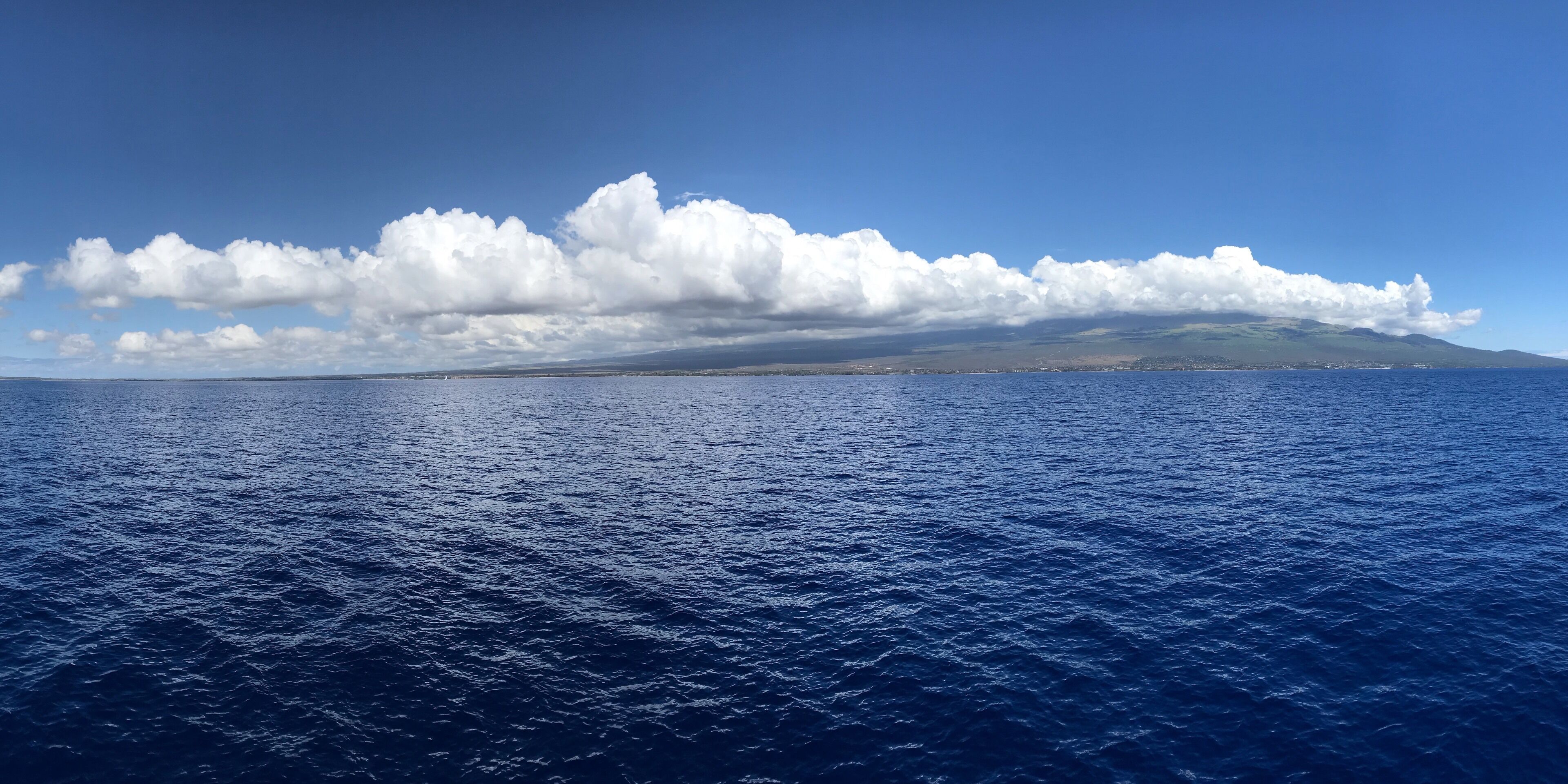 Whale watching must do, watched a mum + calf dance around the bay. Stunning day