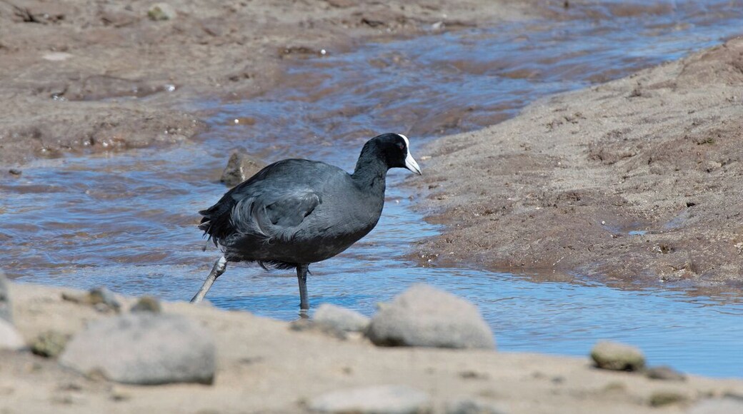 Hawaiian Coot which is different than the coot we know from the midwest. Most of these birds face major threats from development, feral cats and the introduced mongoose. Since the arrival of man these islands have changed dramatically due to introduced species and invasive plants and trees.