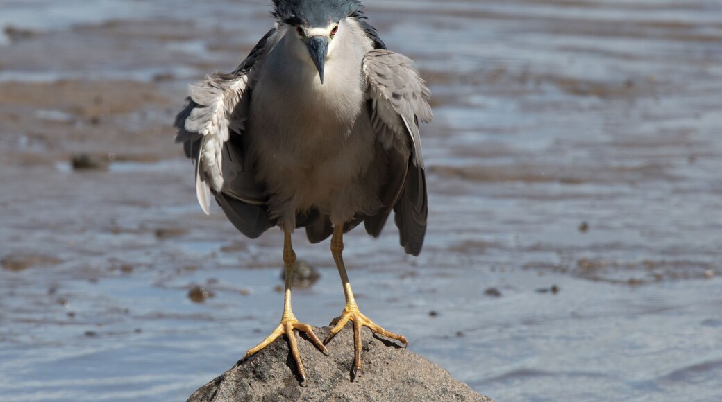 A Black Crowned Night Heron fishing from the top of a rock. This is another great place to see interesting migrating shorebirds.