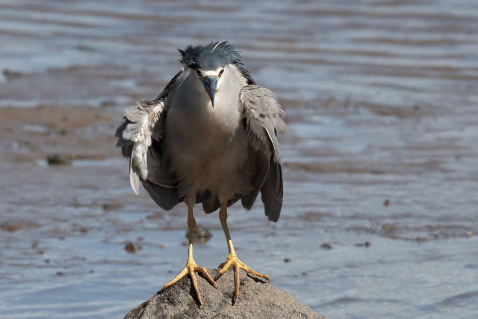Ein Vogel steht auf einem Felsen an einem Gewässer.