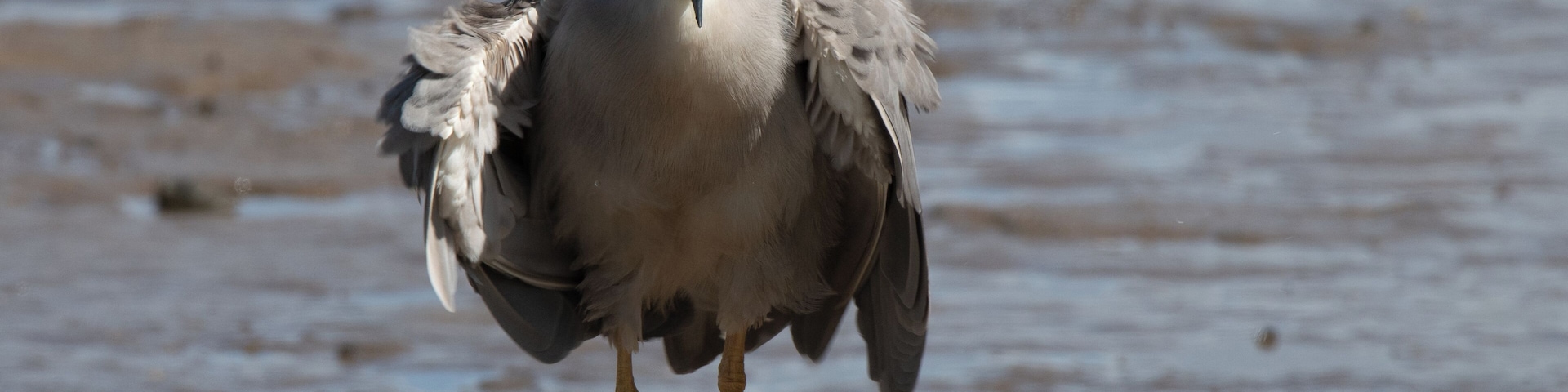 A Black Crowned Night Heron fishing from the top of a rock. This is another great place to see interesting migrating shorebirds.
