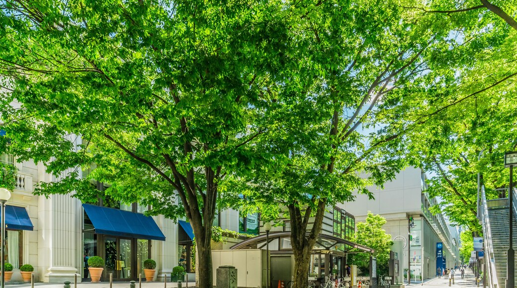 東京 青山 表参道 ~ Omotesando, the most fashionable street in Tokyo, Japan ~
