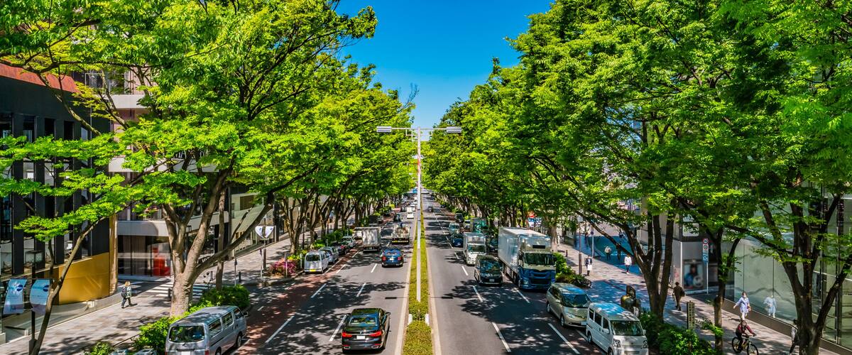 東京 青山 表参道 大通り~ Omotesando, the most fashionable street in Tokyo, Japan ~