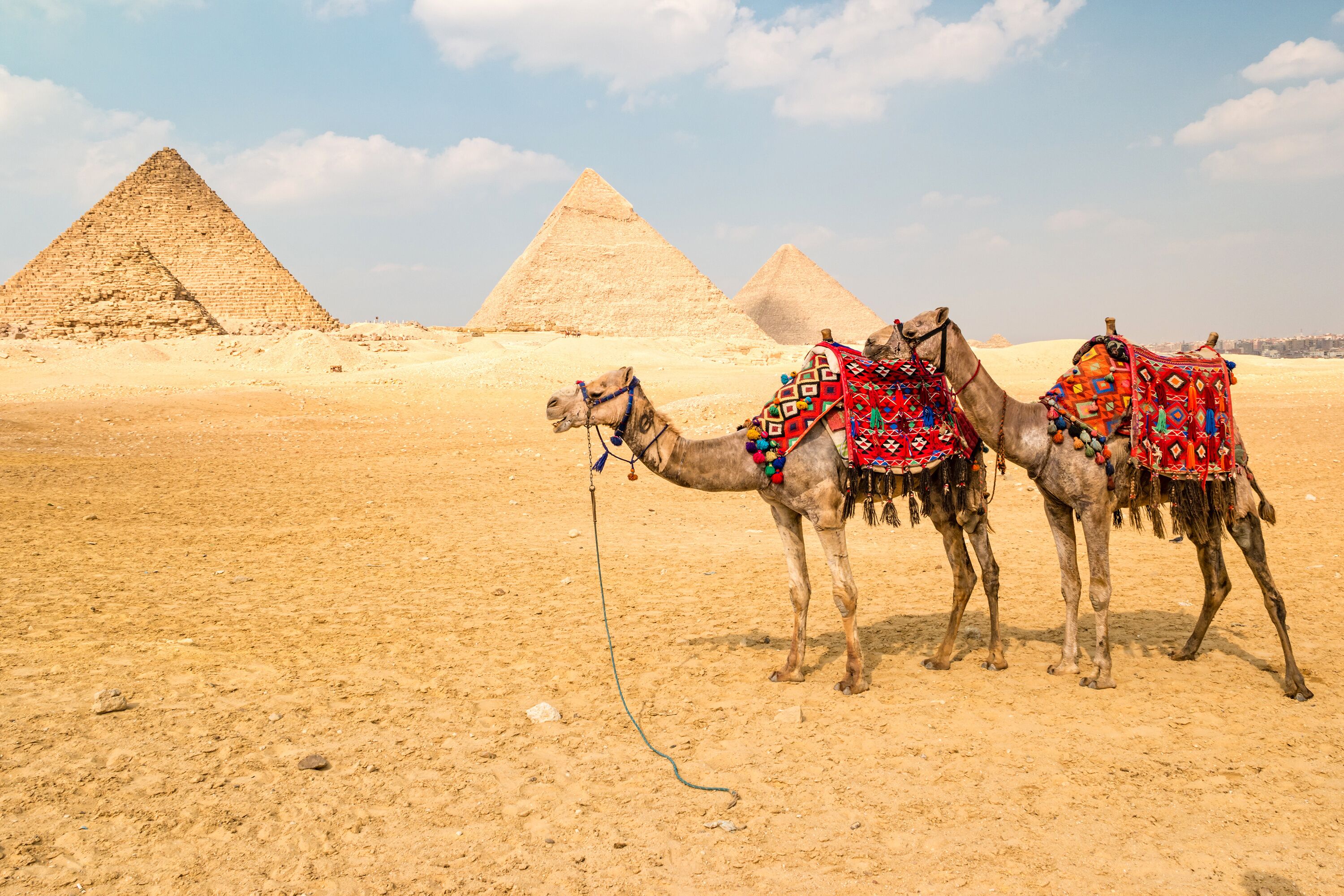 Camel in front of the pyramids in Giza, Egypt