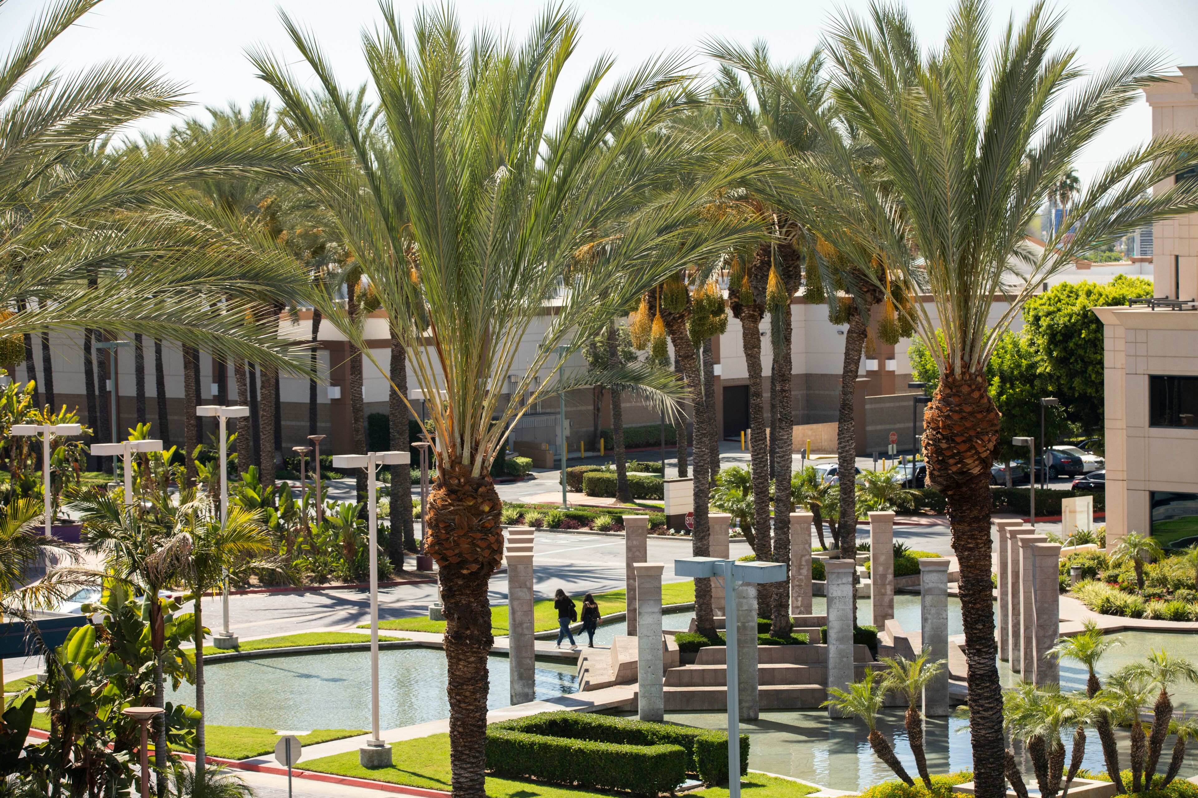A landscaped area with palm trees, a water feature, and modern buildings in the background.
