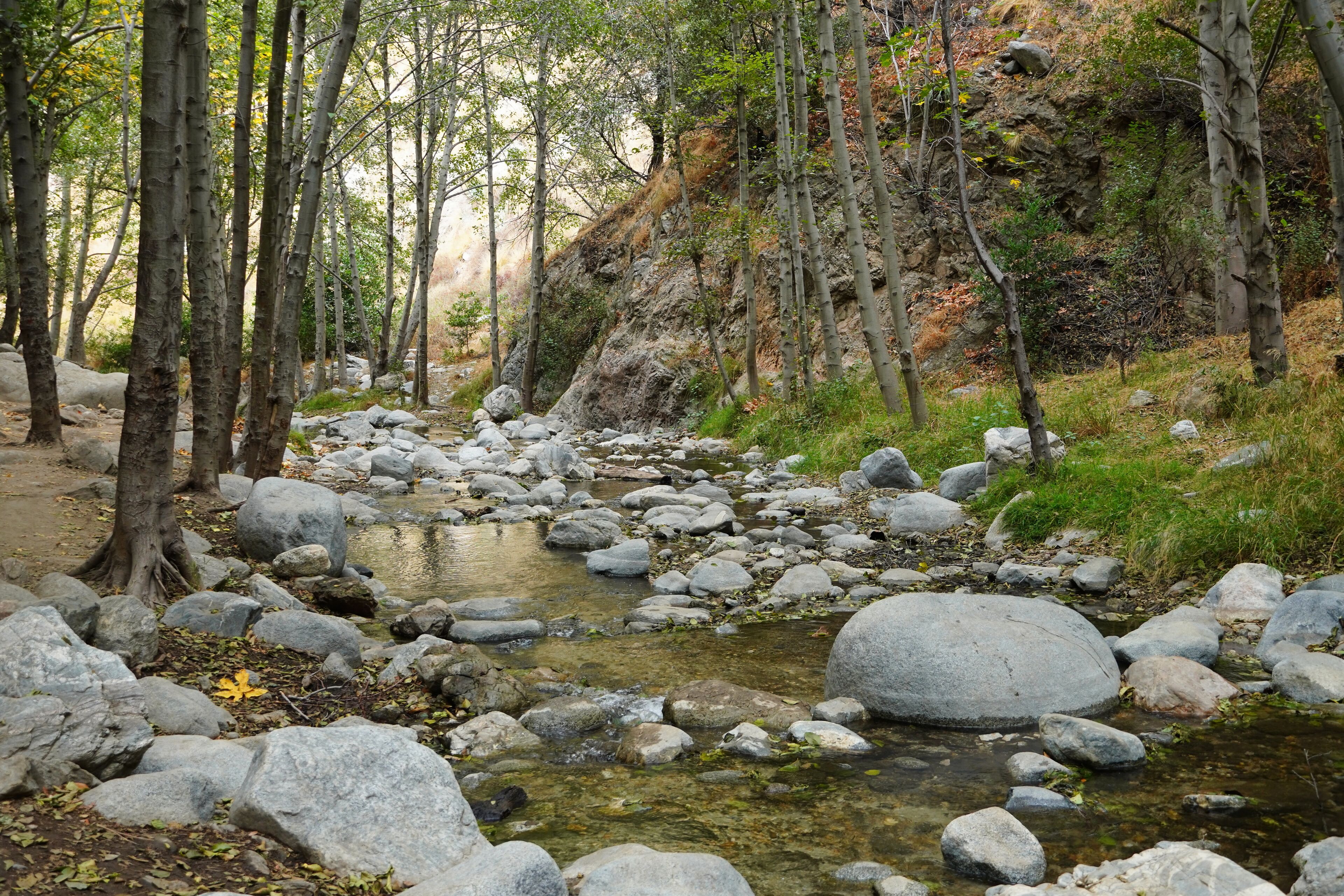 A rocky stream surrounded by trees.