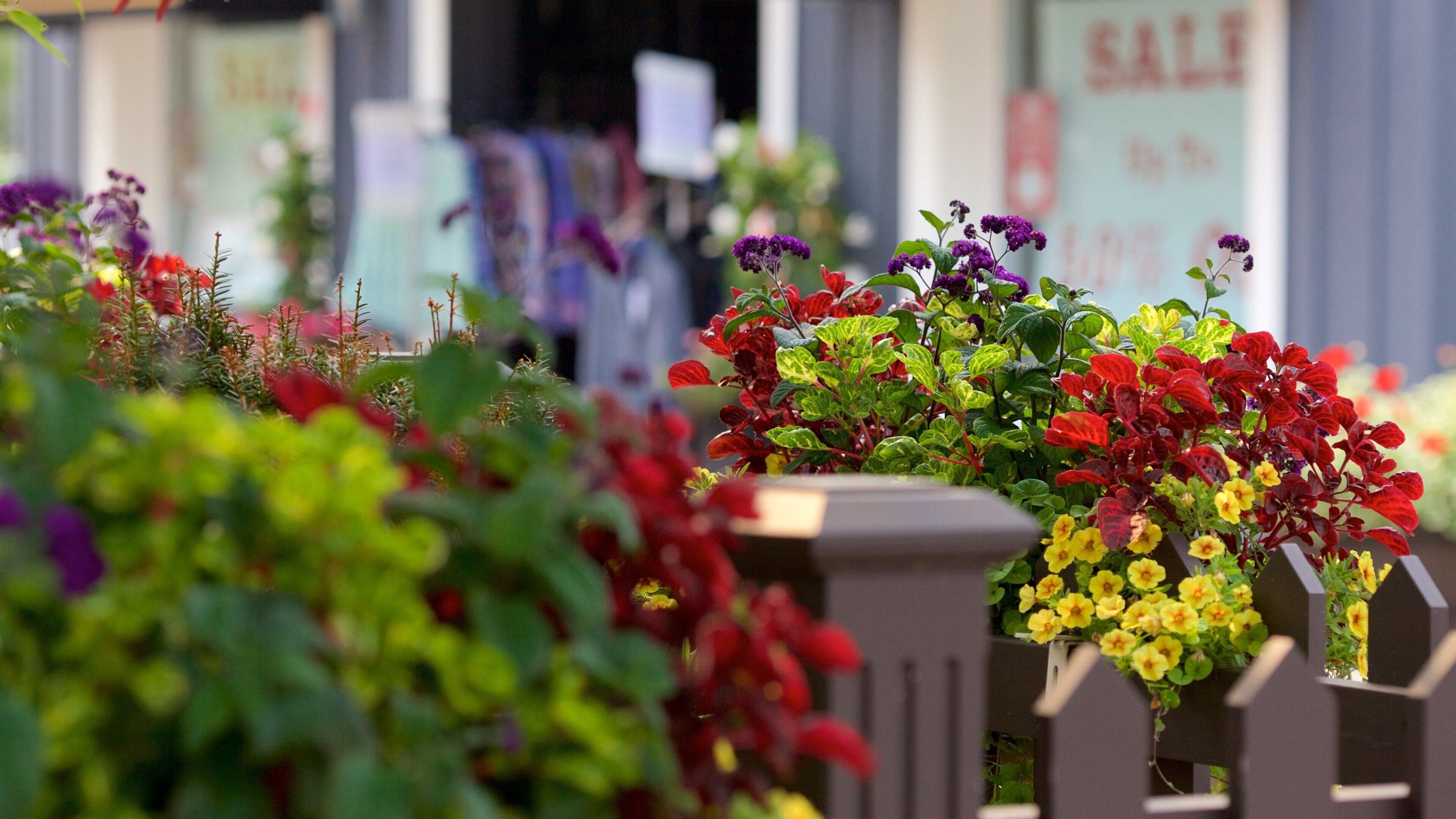 Markham montrant fleurs