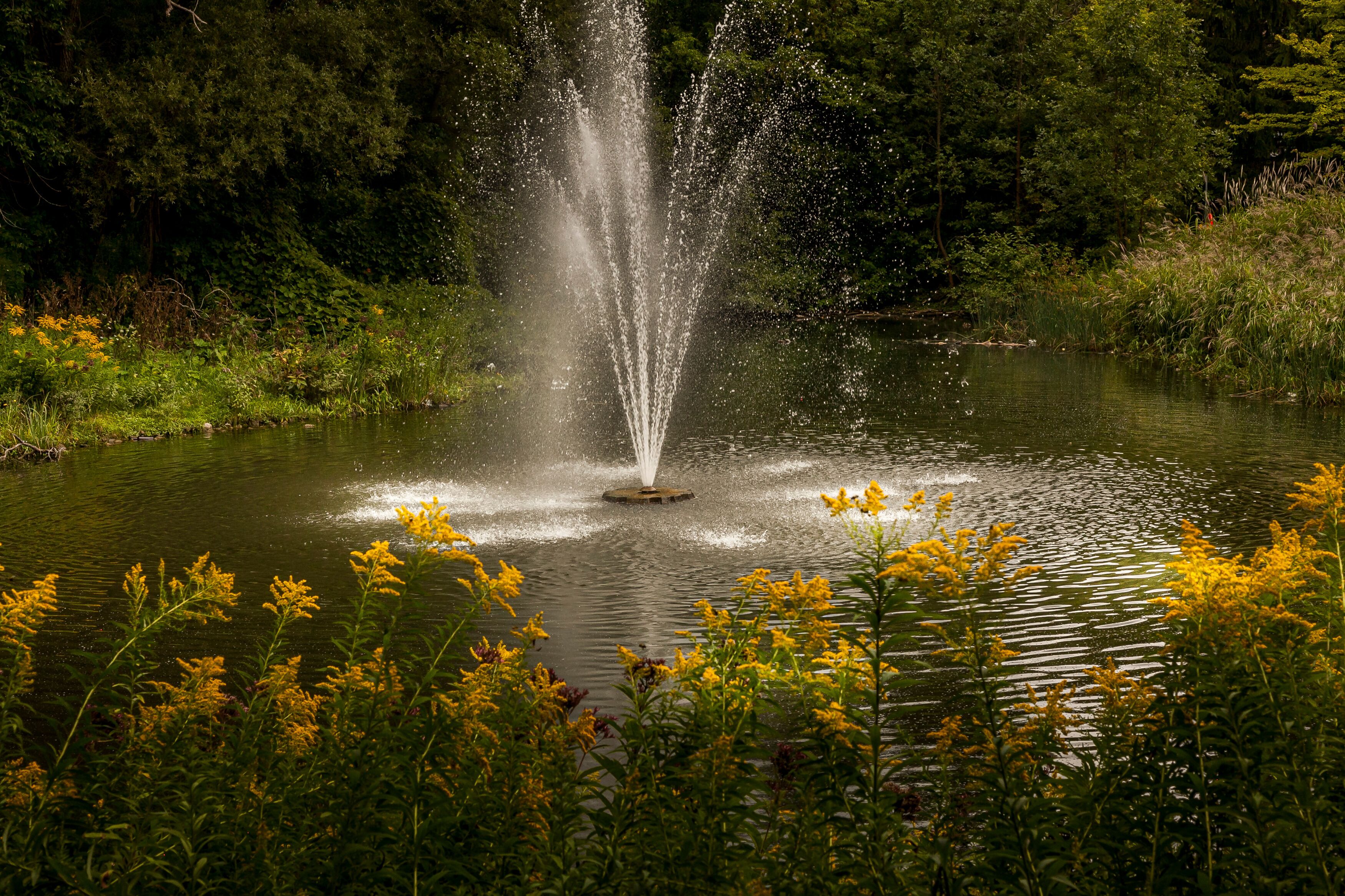 A fountain in a pond surrounded by greenery and yellow flowers.