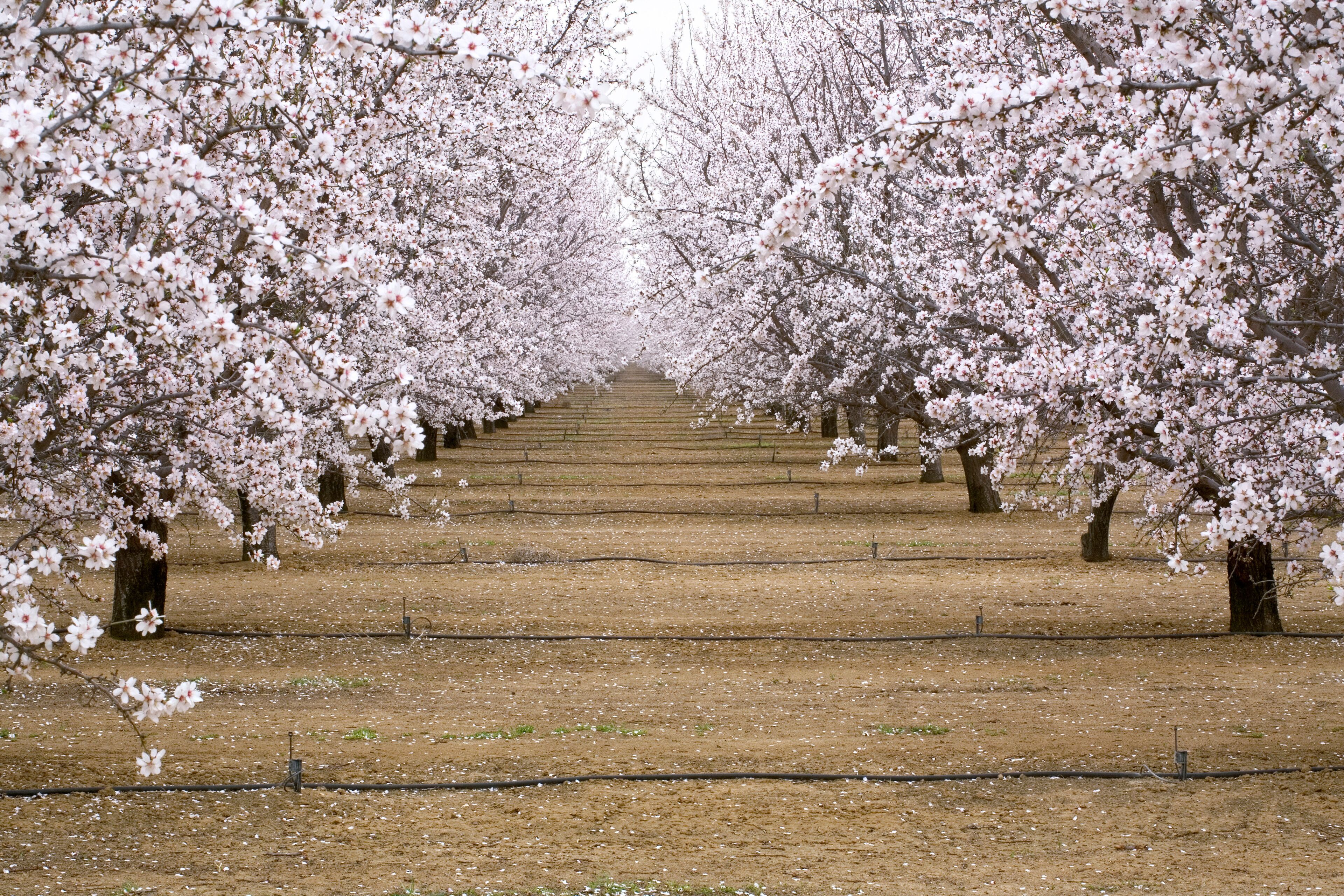 USA, California, Merced Co. Irrigation lines provide water for almond orchards near Santa Nella, California.