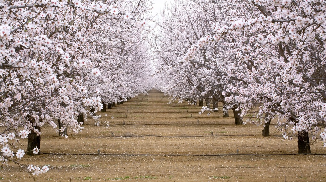 USA, California, Merced Co. Irrigation lines provide water for almond orchards near Santa Nella, California.