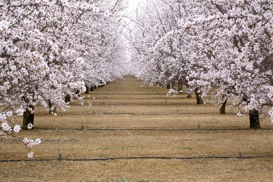 USA, California, Merced Co. Irrigation lines provide water for almond orchards near Santa Nella, California.