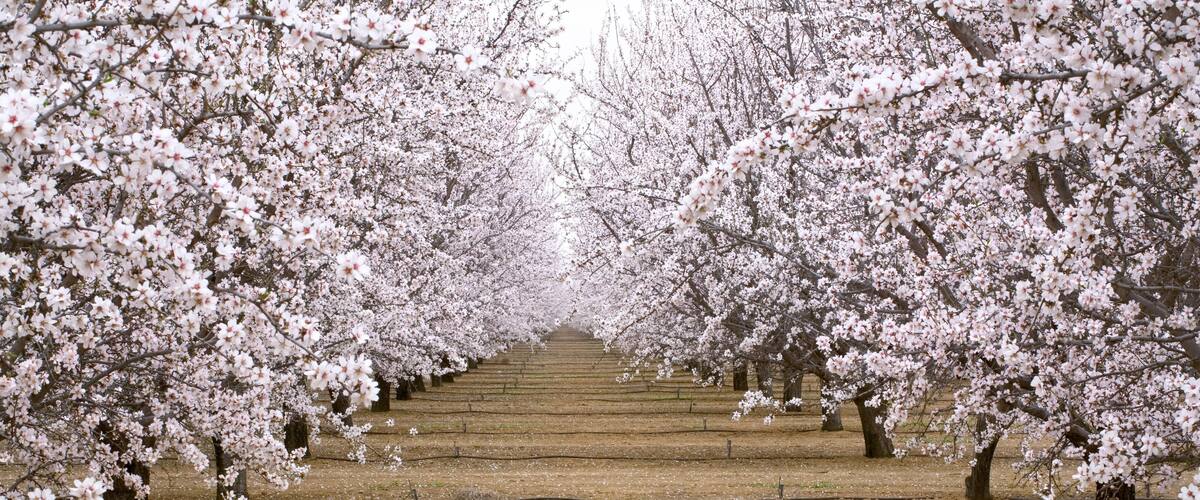 USA, California, Merced Co. Irrigation lines provide water for almond orchards near Santa Nella, California.