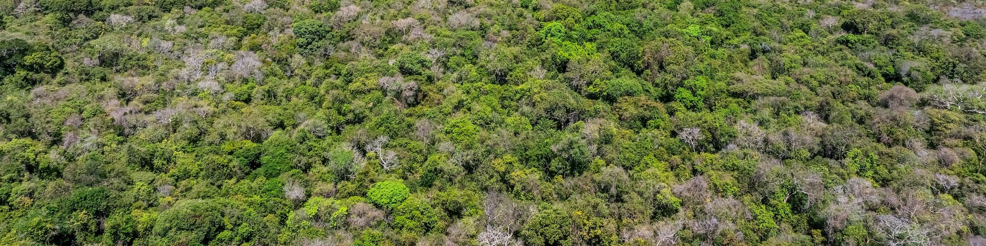 A dense forested landscape with rolling hills and a distant view of the ocean.