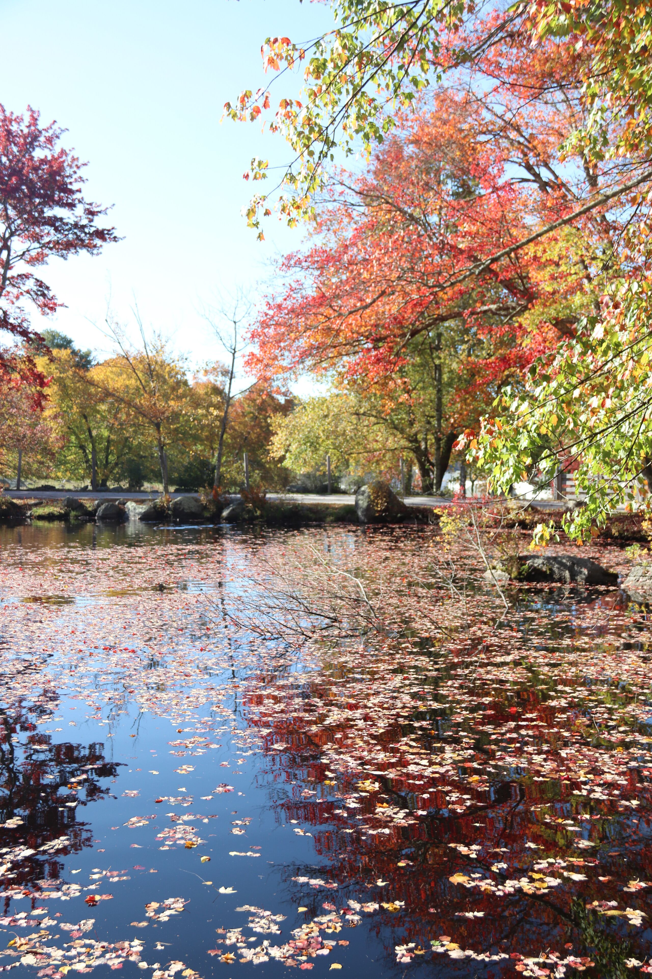 A serene pond surrounded by trees with autumn foliage, a stone bridge, and a clear sky.