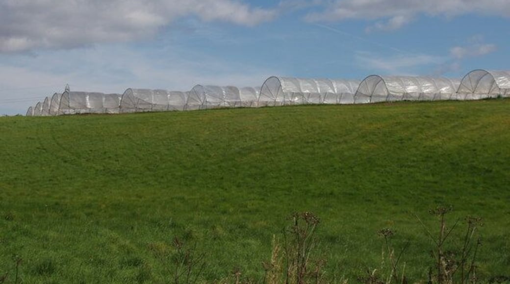 Soft fruit tunnels near Longforgan The long hours of daylight in summer make raspberries and strawberries a popular crop in this Northern area. View from bend in road.