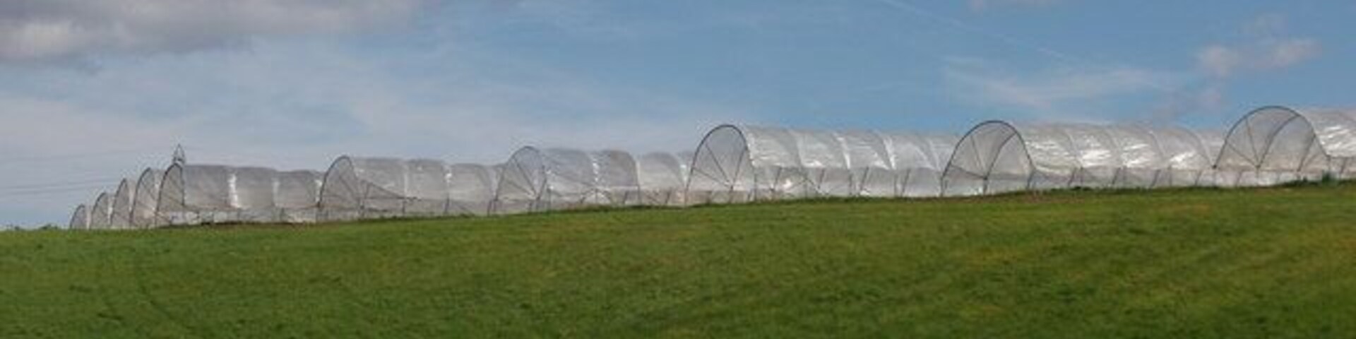 Soft fruit tunnels near Longforgan The long hours of daylight in summer make raspberries and strawberries a popular crop in this Northern area. View from bend in road.