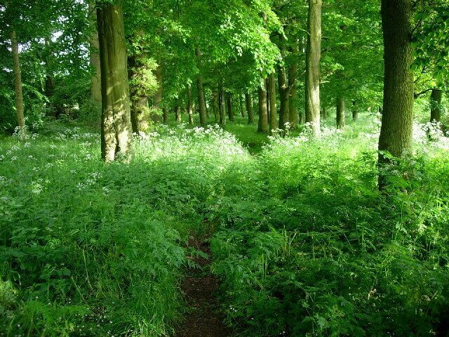 Woodland, Birkhill. The strip of deciduous woodland just to the east of Birkhill offers some pleasant walks