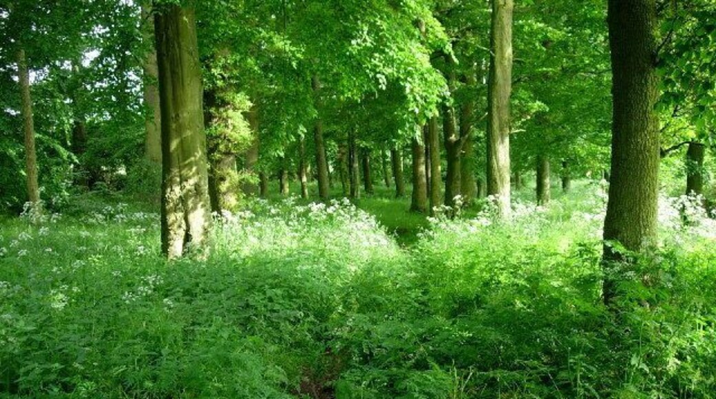 Woodland, Birkhill. The strip of deciduous woodland just to the east of Birkhill offers some pleasant walks