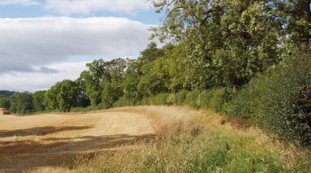 Hedge, trees, and harvested cereal field The road is beyond the hedge on the right, and includes substantial trees. The field has been harvested recently, and the stack of straw bales is visible on the left.