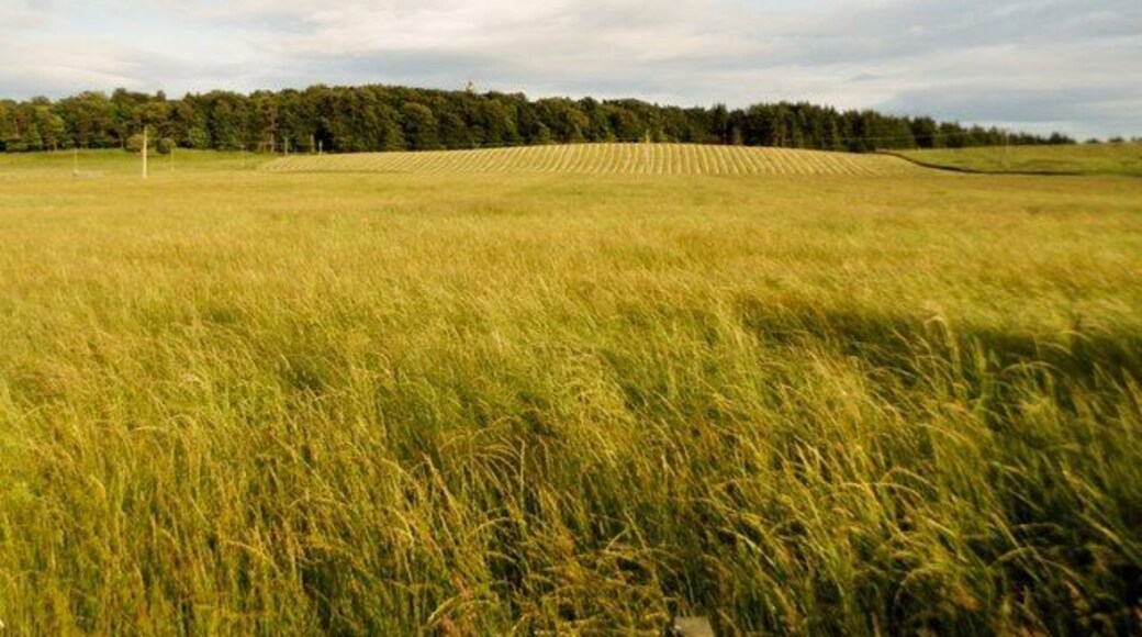Fields at Craigton, Monikie