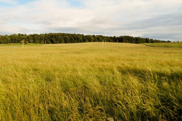 A vast field of tall grass with a forest in the background.