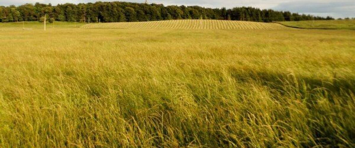 A vast field of tall grass with a forest in the background.