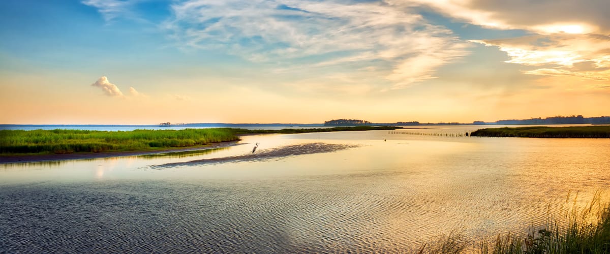Great Blue Heron enjoying a golden Chesapeake Bay sunset