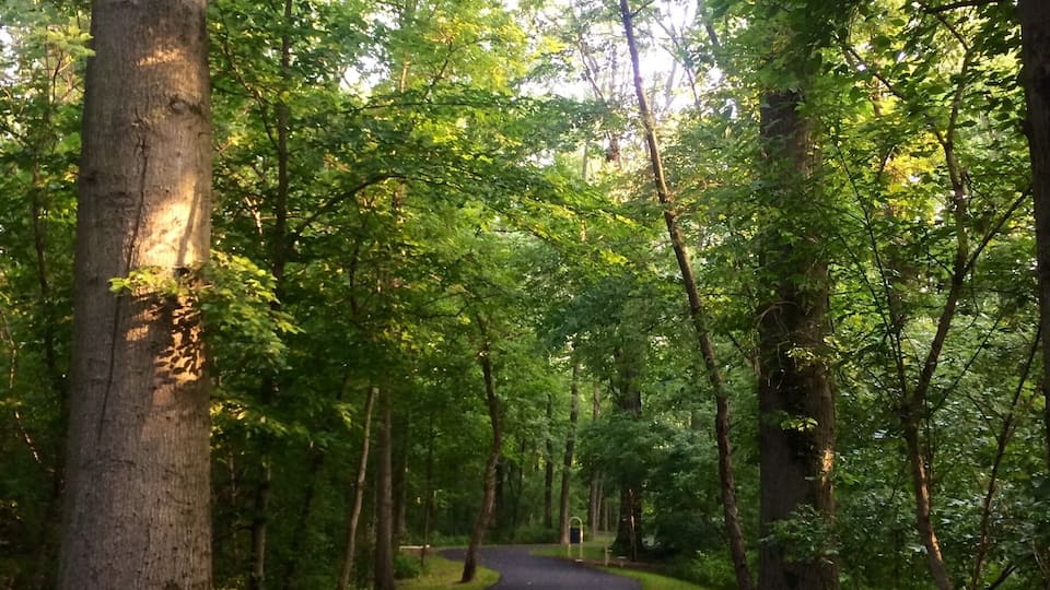 An early morning walk in the misty woods