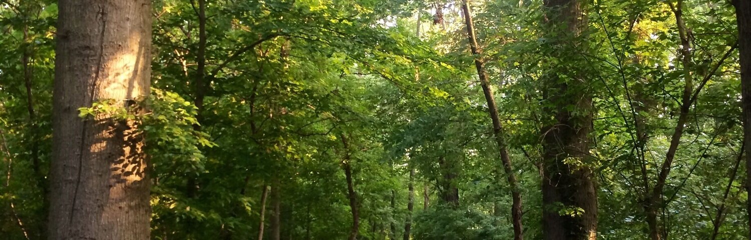 An early morning walk in the misty woods