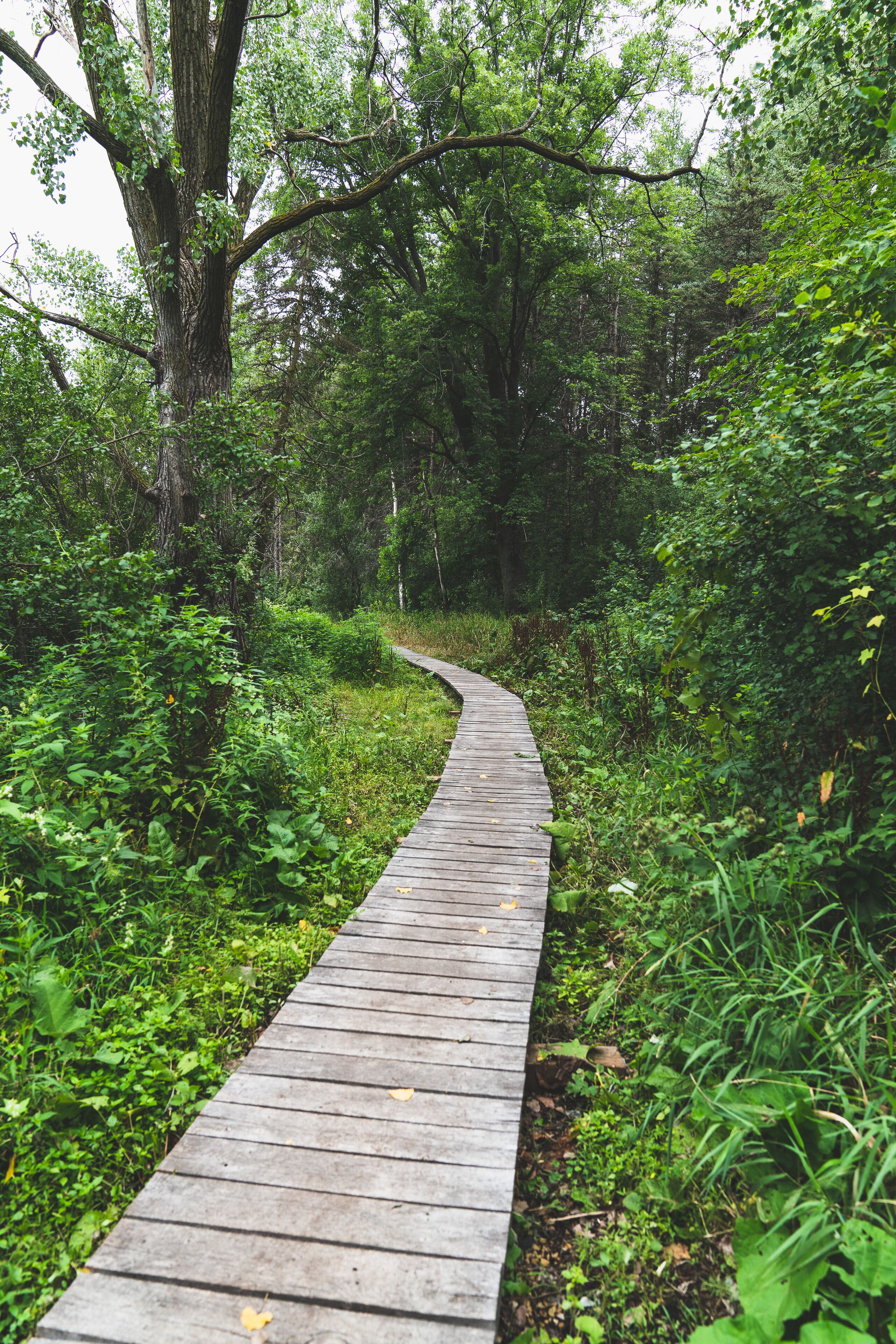 Let's Take A Walk In The Woods