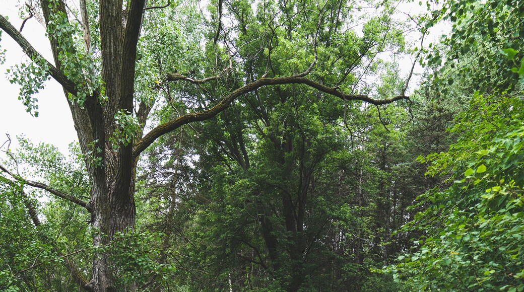 Let's Take A Walk In The Woods