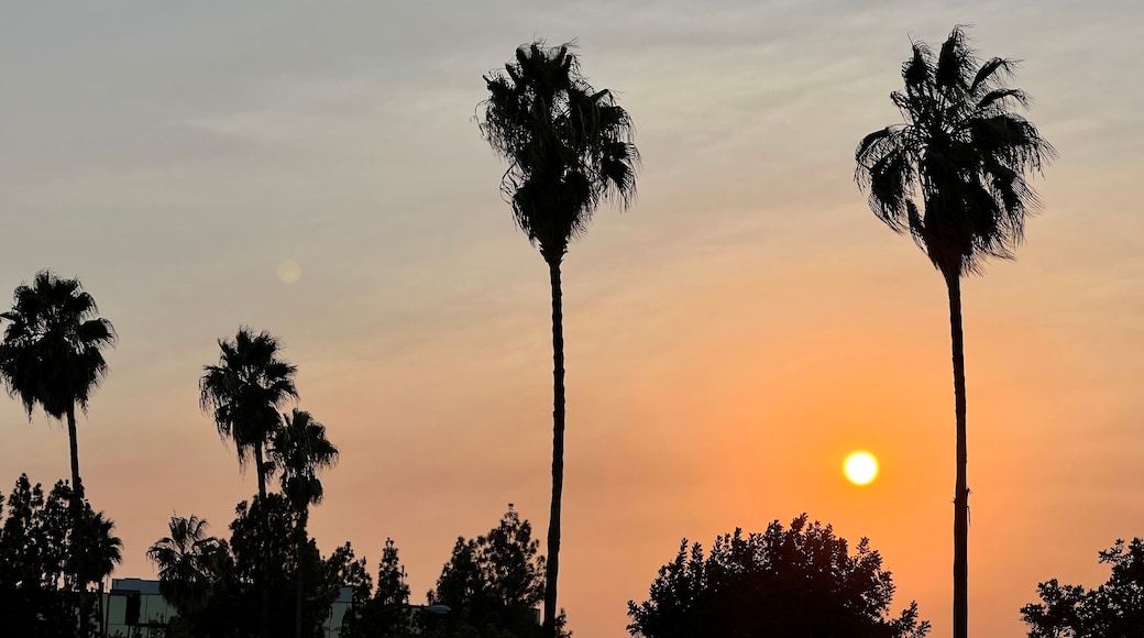 Silhouetted palm trees and low, setting sun in an orange sky, over the Hollywood Hills in Los Angeles, California