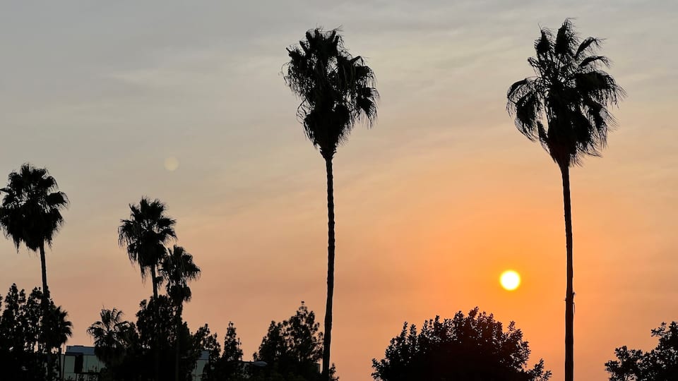 A sunset with palm trees silhouetted against the sky.