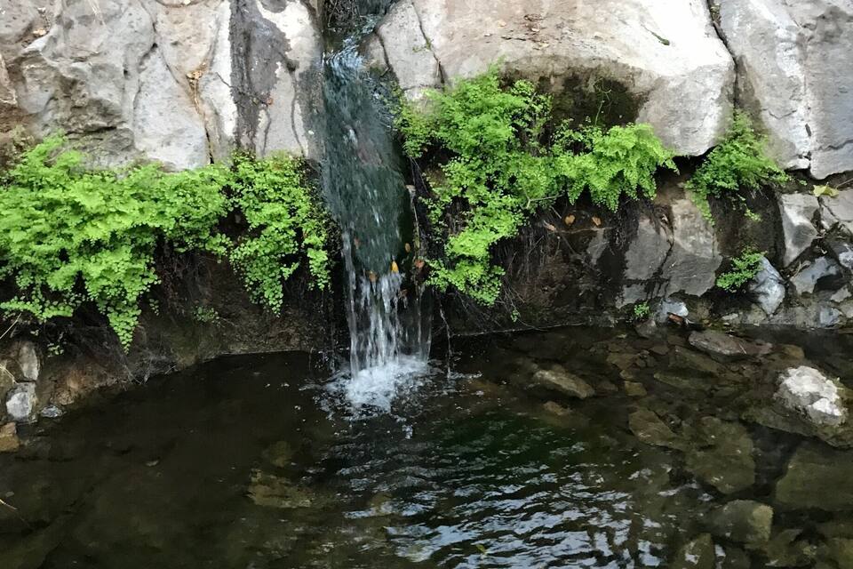 A small waterfall cascading into a clear pond surrounded by large rocks and green ferns.
