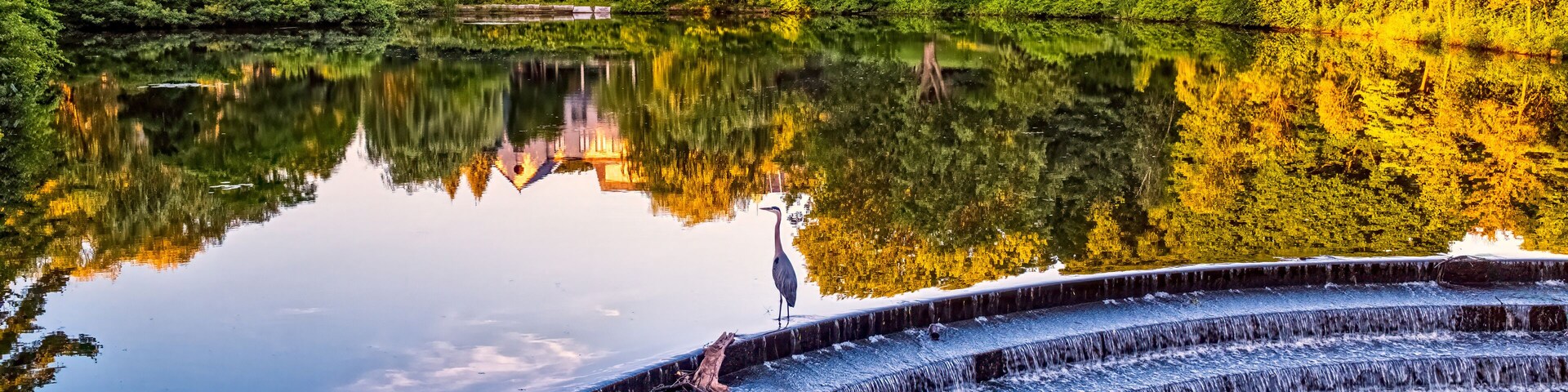 Un lago tranquilo con un sauce llorón, un pájaro y una casa al fondo.