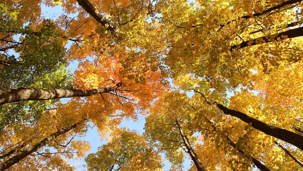 Reed City, MI -- Tree View in the Fall