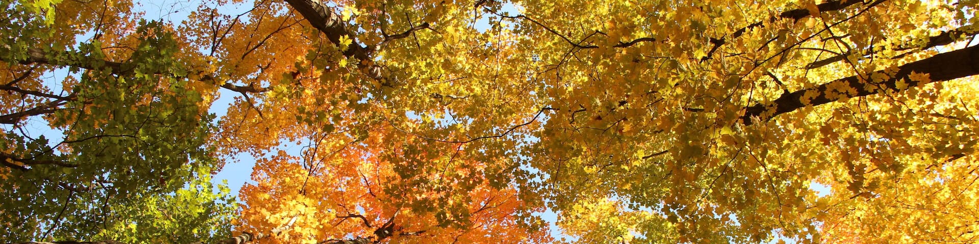 Reed City, MI -- Tree View in the Fall