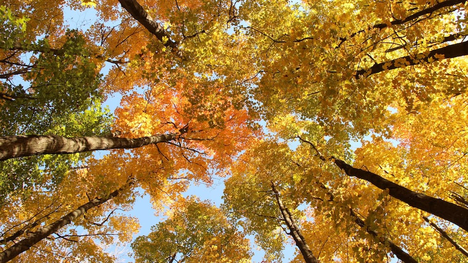 A forest with autumn-colored leaves.