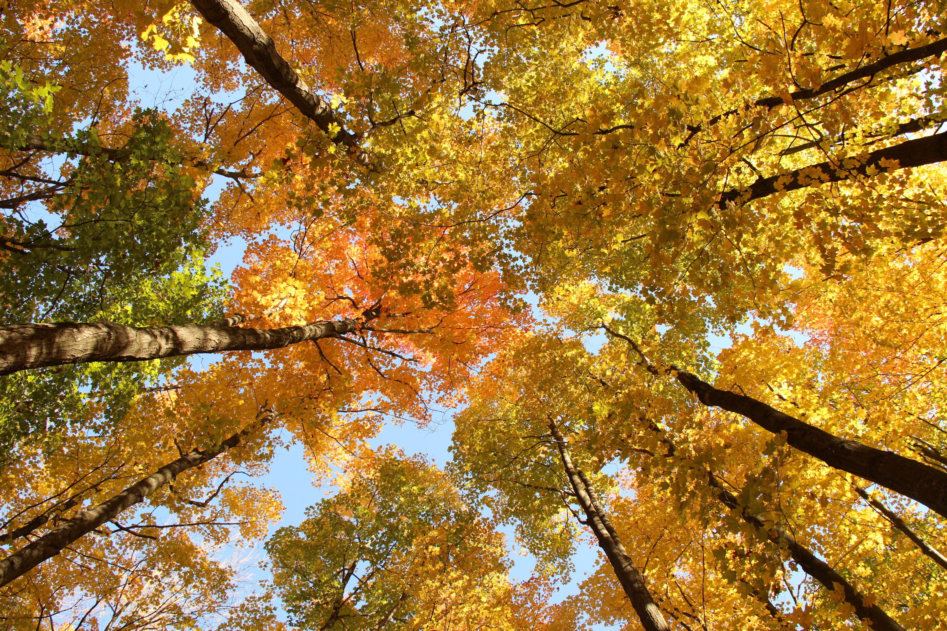 A forest with autumn-colored leaves.
