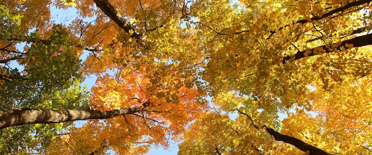 A forest with autumn-colored leaves.