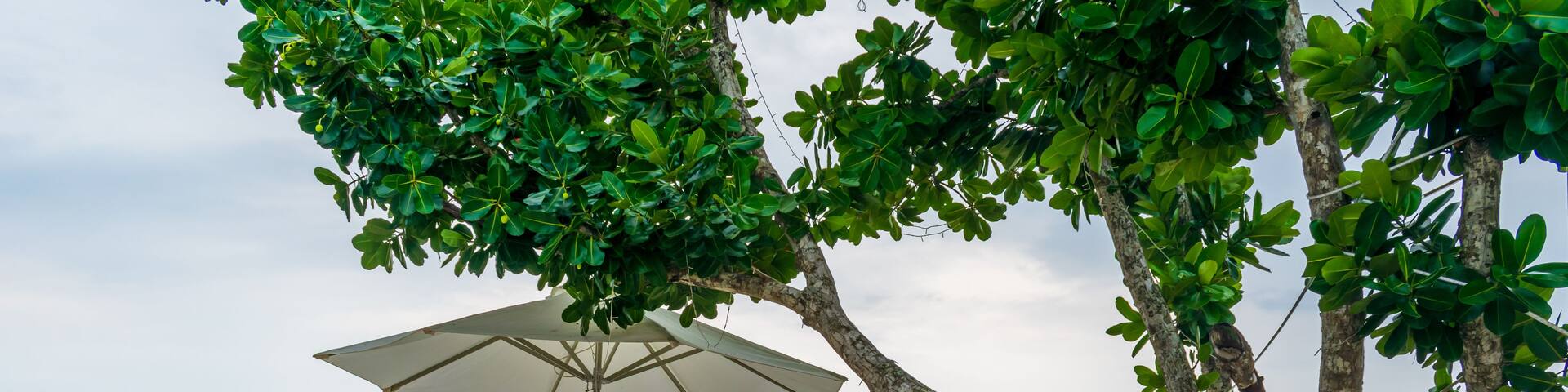 A beach with wooden lounge chairs and a large umbrella under a tree.