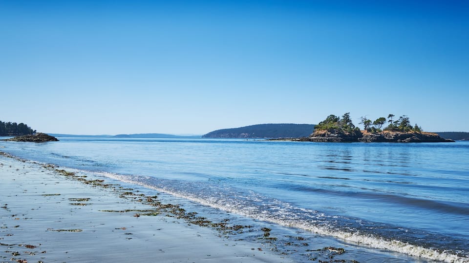 A beach with calm waters, seaweed on the shore, and a distant island with trees.