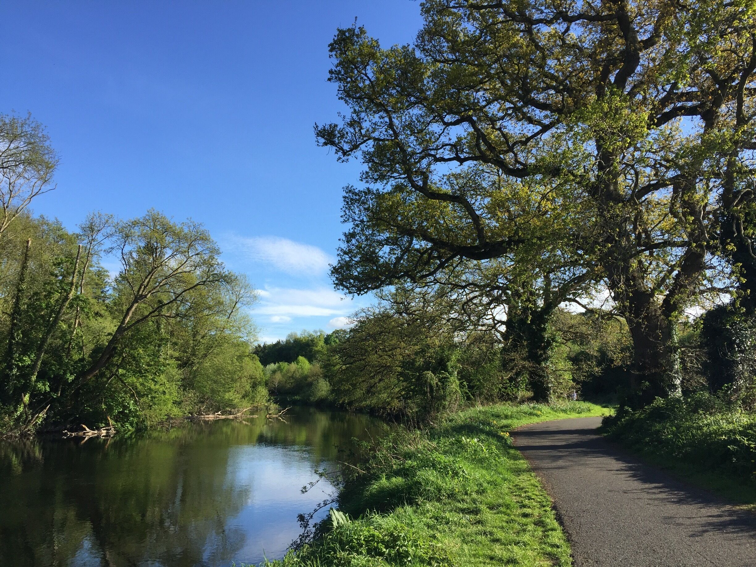 A river with a path alongside it, surrounded by trees and greenery.