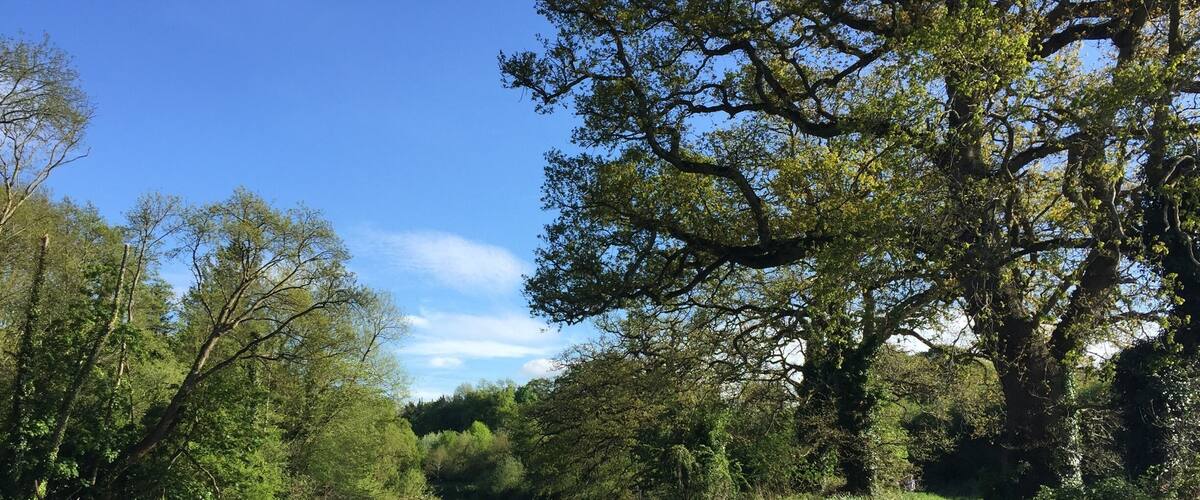 A river with a path alongside it, surrounded by trees and greenery.