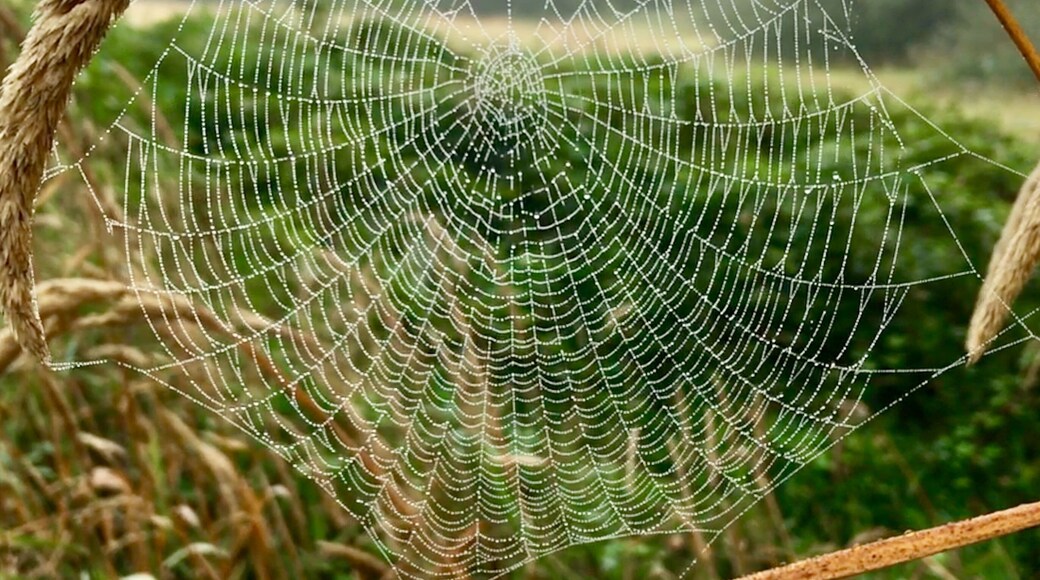 Early morning walk with dew on the spider web.