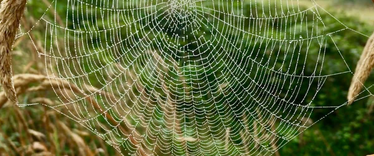 Early morning walk with dew on the spider web.